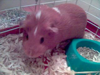 Riley