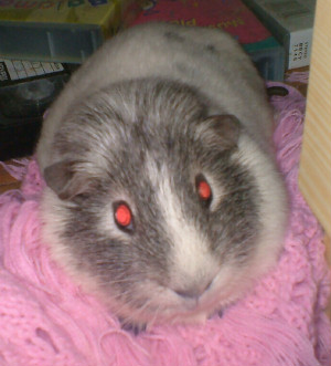 Rudi