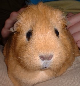 Ali
