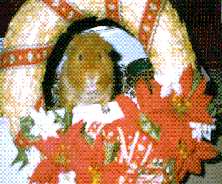 Bennie at Christmas