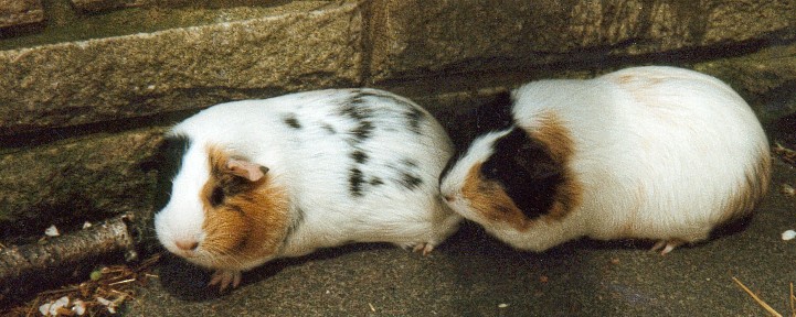 Bodger and Badger