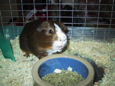 Chester