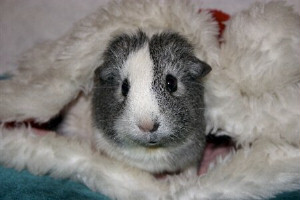 Chinchi