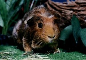 Fozzie Monster