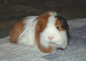 Harry