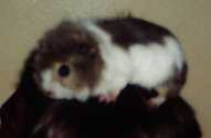Hattie