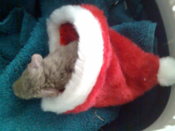 Holly
