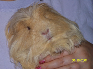 Teddy