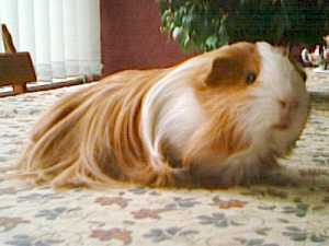 Lassie