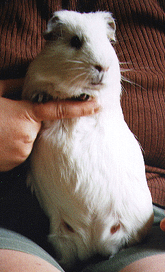 Ludde