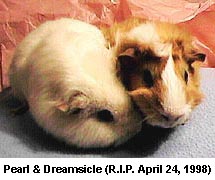 Dreamsicle