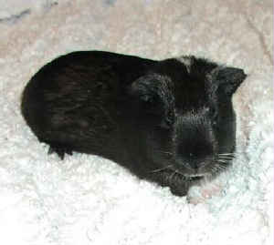 Oreo