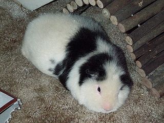 Oreo