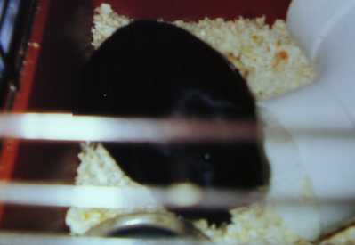 Pepper