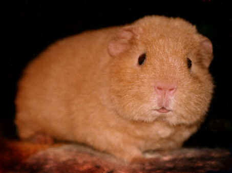 Percy