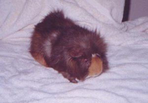Pip