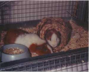 Pooh in his house