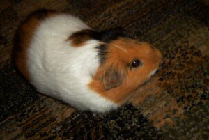 Rodney