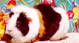 Squeaker