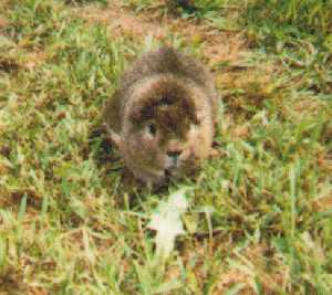 Teddy