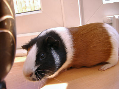 Trevor