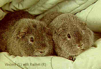Vincent and Rachel