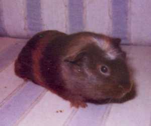 Ziggy